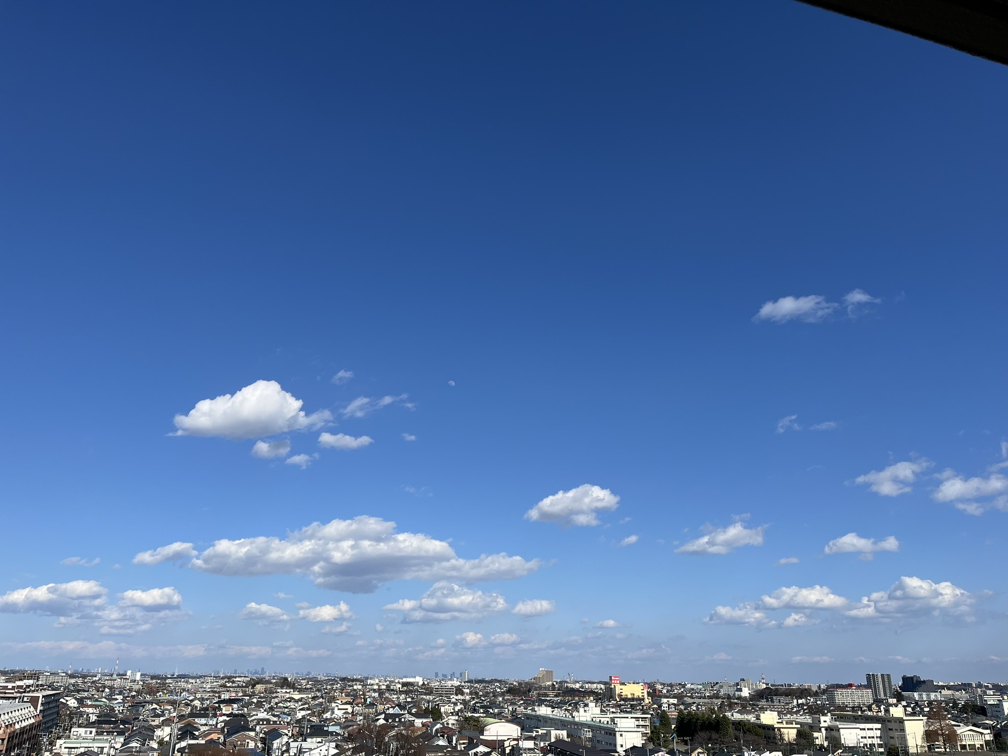 レディーズローズ【効果を最大限に】いつ飲む？いつ摂る？